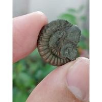 ราคา ฟอสซิลไพไรต์แอมโมไนต์ชิ้นเล็กน่าสะสม (28623718486)