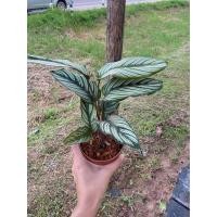 ราคา คล้าขุนแผนเรียกทรัพย์​ คล้าขุนแผนเรียกทรัพย์ คล้าขุนแผนเรียกเงิน กระถาง 4 นิ้ว (13022349703)