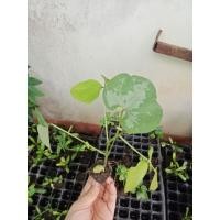 ราคา ต้นกล้า ถั่วครก หรือ ถั่วขอ หัวครก ถั่วมะขาม Velvet Bean ต้นละ 15บาท (24031427194)