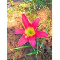 ราคา บัวดินสีแดงบัวดินPh2 (24053222165)