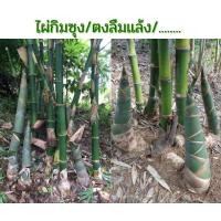 ราคา ไผ่กิมซุง ไผ่ตงลืมเเล้ง ไผ่กินหน่อ หน่อใหญ่ หน่อดก ปลูกง่ายโตเร็ว (17171989664)