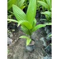 ราคา ต้นกล้าหมากเตี้ยต้นละ35 บาท (16388220258)