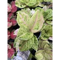 ราคา ต้นกำไลทอง ไม้มงคล ตระกูล อโกลนีมา Aglaonema กระถาง6นิ้ว สีชมพูสดใสมาก ฟอร์มสวย เลี้ยงง่าย มาใหม่เลยจ้า หายาก (24903192830)