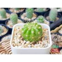 ราคา ดาวล้อมเดือน (Echinopsis Calochlora) แคคตัส กระบองเพชร (3288166935)