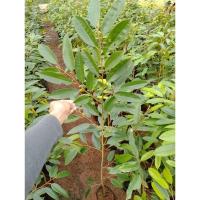 ราคา ต้นทุเรียนพวงมณีเสียบยอดรุ่นใหม่ (22758629539)