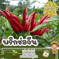 ราคา เมล็ด พริกช่อจีน แบ่งขาย (ซื้อ 5 แถม 1) (26707799453)