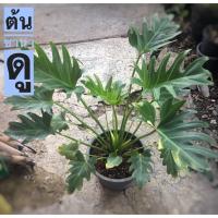 ราคา ต้นซานาดู ฟิโลเดนดรอน ไม้ฟอกอากาศ (แถมปุ๋ย 1 กระปุก) (4634168002)