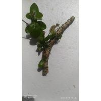 ราคา กาฝากมะยมแท้100%ไม้มงคลรับประกัน (20513136668)