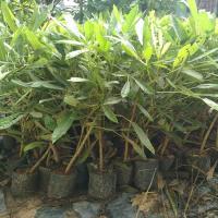 ราคา ต้นเหลืองปรีดียาธร ต้นละ 40 บาทค่ะ (29729587400)