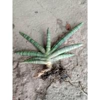 ราคา ต้นพันธุ์ ว่านงาช้าง ขายเป็นกอ ต้นถอนส่งห่อตุ้ม ต้นละ 99 บาท (25147301908)