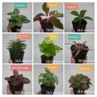 ราคา ขายโล๊ะต้นไม้มงคลต้นละ25บาทจร้า EP.1 (7400750133)