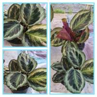 ราคา ไม้มงคลคล้านกยูงเขียวปลูกในถุงดำขนาด5นิ้ว (22820091339)