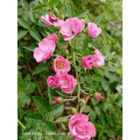 ราคา ต้นกุหลาบเลื้อย สีชมพู (7356265353)