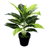 ราคา Bighot Tree O ต้นสาวน้อยประแป้งประดิษฐ์ สูง 40CM AL17T094 (12036694992)