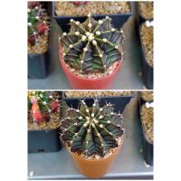 ราคา ยิมโน Lb Hybrid Gymnocalycium แคคตัส กระบองเพชร cactus&succulent (8722737188)
