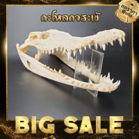 ราคา โมเดล หัวจระเข้ ประดับโชว์ เสริมบารมี สินค้าจากฟาร์มจระเข้ ลำพูน (4654362)