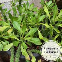 ราคา ต้นพญานาคราชใบเขียว (ส่งแบบหุ้มราก) ไม้มงคล ว่านพญานาคราช (13246810778)