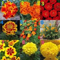 ราคา เมล็ด ดาวเรือง ดาวเรืองฝรั่งเศส ( FRENCH MARIGOLD ) จำนวนเมล็ดอยู่ที่รายละเอียดสินค้าค่ะ (4664174743)