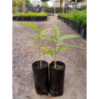 ราคา ต้นผักหวานป่ายอดสีเขียว ต้นพันธุ์เพาะเมล็ด 5 ต้น 159 บาท (28527431472)