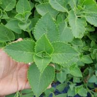 ราคา ต้นหูเสือเนียมหูเสือ รับประทานเป็นประจำต้าน ฝุ่น PM 2.5 (18893080771)