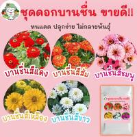 ราคา เมล็ดพันธุ์ รวม ชุด ดอกบานชื่น นำเข้า ปลูกง่าย โตไว ทนร้อน /บานชื่นสีแดง/บานชื่นสีส้ม/บานชื่นสีขาว/บานชื่นสีชมพู ขายดี (11004775356)