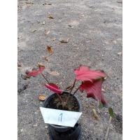 ราคา บอนสีนามว่า พระนารายณ์ บอนเก่าหายาก (11372066954)