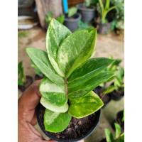 ราคา กิ่งชำ กวักมรกตด่าง ชำทั้งกิ่ง Zamioculcas zamiifolia ด่างสวยมาก มีหัวมีราก (เลือกต้นได้) แม่พันที่ดี กวักมรกตด่าง (25236187467)