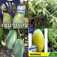 ราคา มะม่วงเขียวใหญ่ " มะม่วงงามเมืองย่า " สูง 50-60 ซม กล้าเสียบยอด 1 ปีได้ทานผล (10317562726)