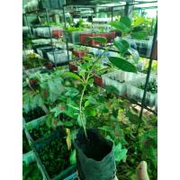 ราคา ไทรเกาหลี ต้นไทรเกาหลี ในถุงดำพร้อมปลูก 25 บาท (9880258734)