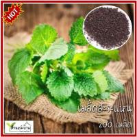 ราคา 200 เมล็ด สะระแหน่ เมล็ดสะระแหน่ สาระแหน่ เมล็ดสาระแหน่ (24786322255)