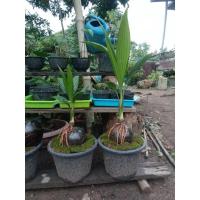 ราคา บอนไซมะพร้าว (11661002298)