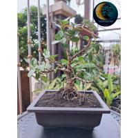 ราคา บอนไซ ไทรช้อนเงินช้อนทอง ไม้มงคล (42006679847)