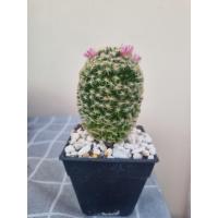 ราคา แมมขนนกเหลือง แคคตัส ดอกชมพู อยู่ในกระถางขนาด 3 นิ้ว (28665952122)