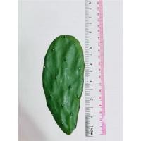 ราคา โอพันเทีย กระบองเพชรใบเสมา ขายแบบตัดสดพร้อมส่ง - พาสเทล (28761469369)