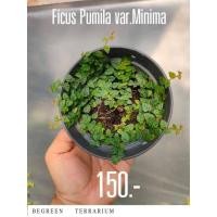 ราคา ต้นตีนตุ๊กแกแคระ Ficus Pumila var.Minima (22162728471)