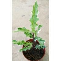 ราคา เหงือกปลาหมอ ใบด่าง ปลูกประดับได้ ปลูกเป็นต้นสมุนไพรได้ มีรากพร้อม (12823488326)