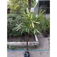 ราคา ต้นจั๋งใบด่างฟอร์มสวย พร้อมส่งยกกอไปเลย กอหนึ่งมีหลายลำ สูง 120c.m.ขึ้นไป ฟอกอากาศ ทักแชทเลือกกอได้ก่อนส่ง สั่ง4แถม1ค่ะ (10760650029)
