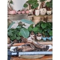 ราคา เขียวมงคลขายพร้อมกระถางค้ะ (15617139193)