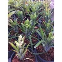 ราคา หน่อ- Neo.pauciflora สับปะรดสี#bromeliad#ต้นไม้สวยงาม# ไม้ประดับ# ตกแต่งบ้าน#bromeliad# ไม้ประดับ# ไม้มงคล# ขายถูก (8111853108)