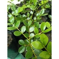 ราคา ต้นกล้าแก้วเจ้าจอม6ใบ สูง9-10ซม. (21842306305)