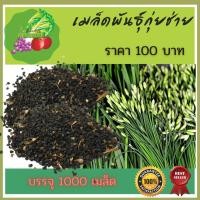ราคา เมล็ดพันธุ์กุยช่ายดอก กุยช่าย กุ้ยช่าย ผักแป้น ผัก บรรจุ 1000 เมล็ด (3986708552)