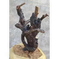 ราคา ต้นตะโกนาใต้ดิน บอนไซ (29130994793)