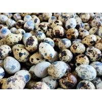 ราคา ไข่นกกระทาสด 500 ฟอง (25772353903)