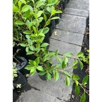 ราคา ไทรเกาหลี ในถุง 5 นิ้ว สูง 30 เซนติเมตร (26050472412)