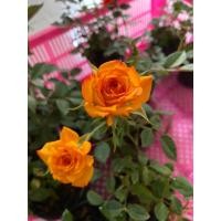 ราคา กุหลาบหนู กุหลาบจิ๋ว สีแดง สีชมพู สีส้ม สีขาว สีโอรส สีเหลือง สีเหลืองทอง สีครีม และสีชมพูอมม่วง กระถาง 3 นิ้ว (13298194835)