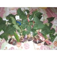 ราคา กิ่งพันธ์องุ่นตอนติดตา มีหลายพันธุ์ให้เลือก กิ่งรากเยอะติดง่าย ส่งด่วน (3544350923)