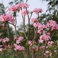 ราคา ชวนชม ยักษ์ญี่ปุ่นลูกผสม (Hybrid) ชวนชม สายพันธุ์ยักษ์ ซาอุ 10 เมล็ด (22871859882)