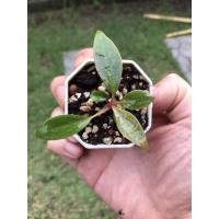 ราคา Philodendron pink princess พิ้ง ปริ้นเซส ไม้เพาะเนื้อเยื่อ คัดเฉพาะต้นเล็ก !! เลือกต้นได้ (11321031880)
