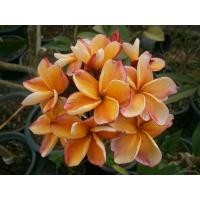ราคา ต้นลีลาวดีสีส้ม ปีนังพีช (22914026329)