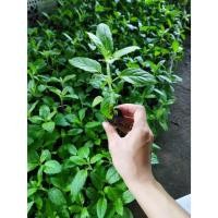 ราคา ต้นกล้า กระเพราป่า กระเพราเขียว ต้นละ 10บาท ซื้อ 10แถม 2กล้า กระเพรา Holy basil, Sacred basil หอมอร่อย (24643784164)